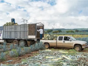 Futuro de los Sistemas de Gestión en las empresas de México